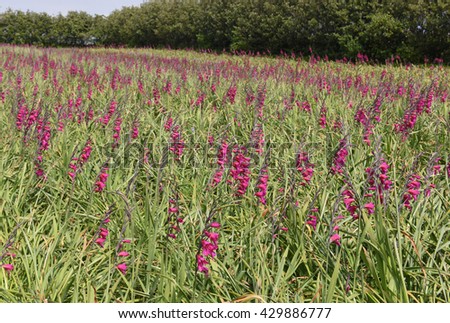Field Full of Wild Gladiolus communis subsp. byzantinus on the Island of St Agnes in the Isles of Scilly, England, UK