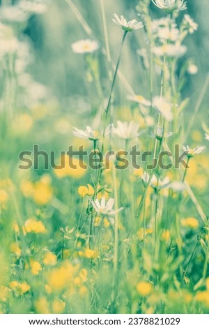 A field full of yellow and white flowers. Delicate, soft, close-up photography