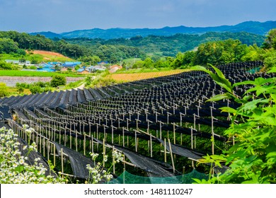 Field of ginseng being grown in rural farming community with buildings and mountains in background.