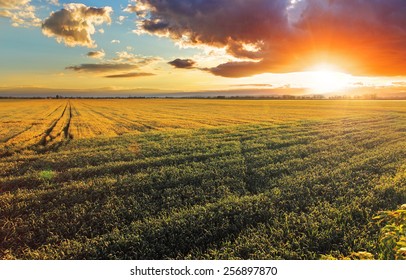 10,219 Dry Corn Field Sunset Images, Stock Photos & Vectors | Shutterstock