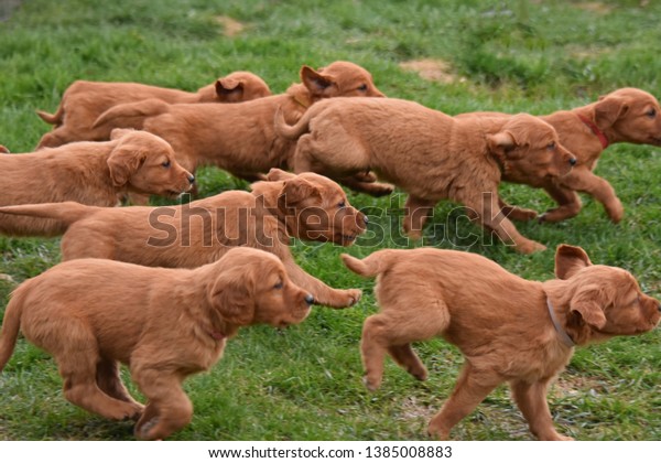 field golden retriever puppy pets 600w 1385008883