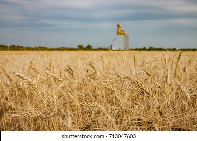 Field of Golden Wheat With Grain Elevator in Distance