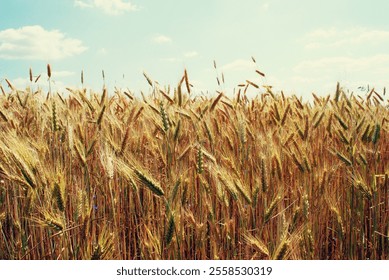 A field of golden wheat stalks swaying in the wind under a blue sky with wispy clouds - Powered by Shutterstock