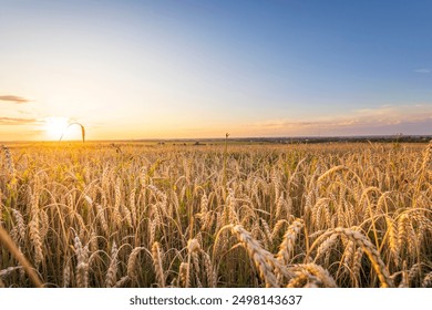 A field of golden wheat with a sun setting in the background. The sun is low on the horizon, casting a warm glow over the field. The sky is clear and blue, with no clouds in sight - Powered by Shutterstock