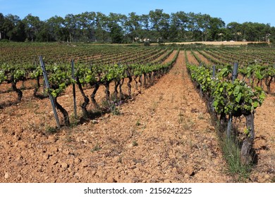 a field of grape trees. grape.
