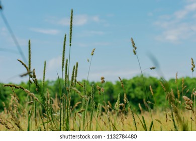 Field of Grass