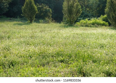 Field of grass