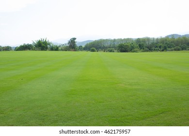 field of grass