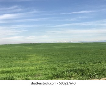 Field of Grass