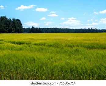 Field of Grass