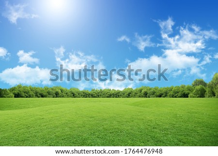 field of grass and blue sky