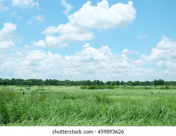 field of grass with cloud  sky background