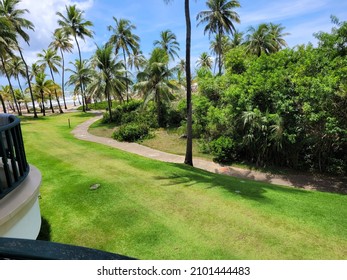 Field Of Grass And Coconut Trees In Bahia Brazil Sauipe Coast