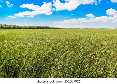A field of grass during a sunny summer day