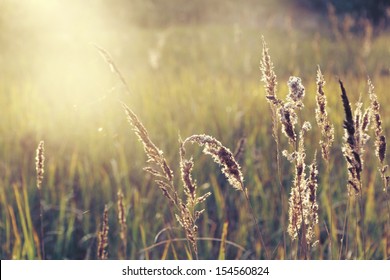 field of grass during sunset