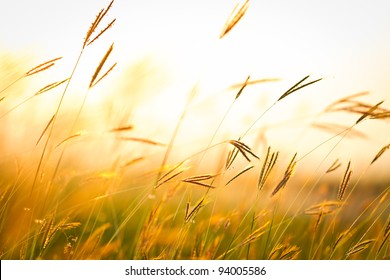 Field Of Grass During Sunset