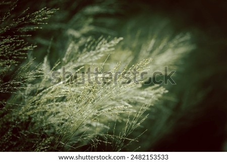 Similar – Sommergräser II Gras gelb