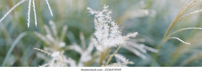 A field of grass with a few weeds in it - Powered by Shutterstock