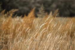 Field Grass Flapping In The Wind. Ears Of Field. Grass. Golden Grass. Beautiful Background. Happy Wallpaper. Soft Focus