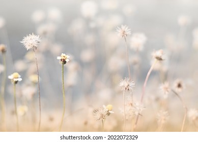 A field of grass flowers light up by a sunset golden evening light. An inspirational nature image for aesthetic of autumn and fall design. Autumn nature in pastel earth tone blurred background. - Shutterstock ID 2022072329