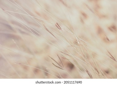 A Field Of Grass Flowers Light Up By A Sunset Golden Evening Light. An Inspirational Nature Image For Aesthetic Of Autumn And Fall Design. Gently Autumn Nature In Pastel Earth Tone Blurred Background.