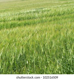 Field of grass full frame