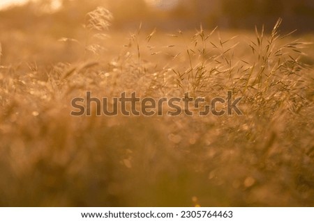 field grass in the rays of the sunset bokeh background