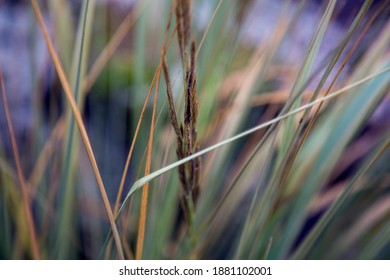 Field grass seeds in a meadow in the sunset light.