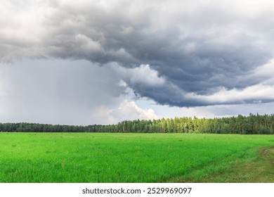 A field of grass with a storm cloud in the background. The sky is overcast and the mood is somber