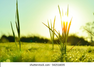 Field Of Grass And Sun In Morning