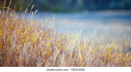 field grass in the sunlight