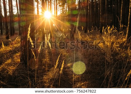 Similar – Foto Bild Die angenehme Stimmung der Natur