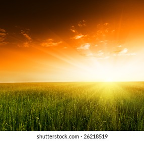 field of grass and sunset