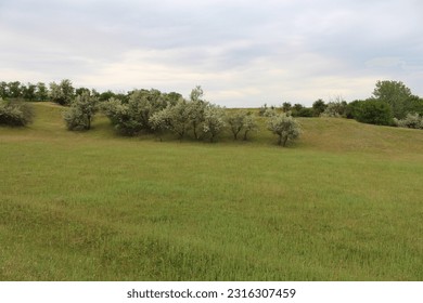 A field of grass with trees
