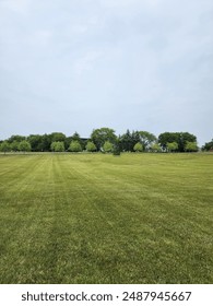 Field with grass and trees