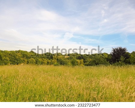 A field of grass and trees with panoramic scenary under the blue sky with sunshine