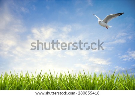 field of grass under sky and flying bird background