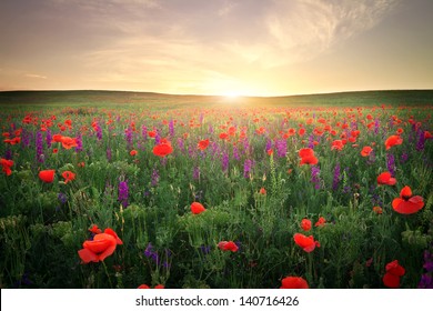 Field with grass, violet flowers and red poppies against the sunset sky