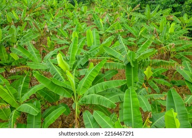 A field of green Abaca plants