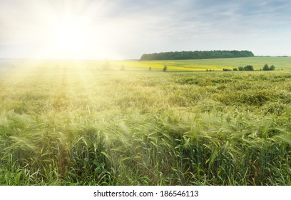 The field of green ears of barley at spring time