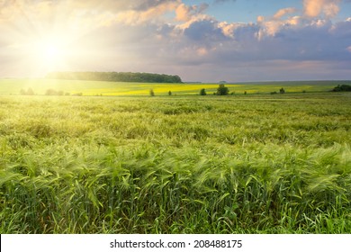 The field of green ears of barley at spring time 