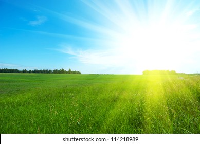 Field Of Green Grass And Perfect Blue Sky