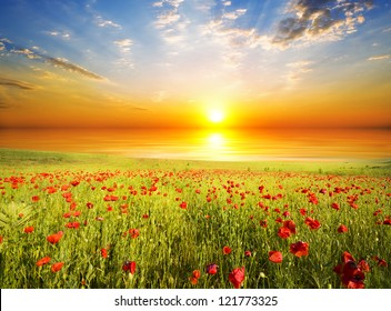 field with green grass and red poppies against the sunset sky - Powered by Shutterstock