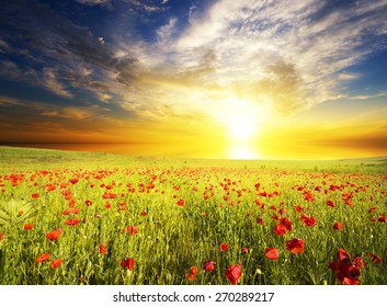 Field Green Grass Red Poppies Against Stock Photo 270289217 | Shutterstock