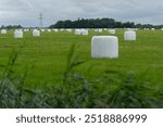 Field of green grass with silage or hay bales