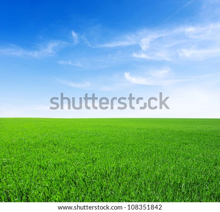 Field of green grass and sky