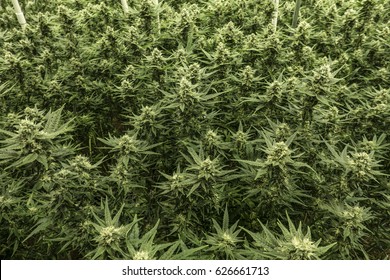 Field Of Green Marijuana Weed Cannabis Plants In Grow Room From Above