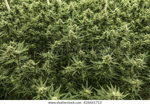 Field Green Marijuana Weed Cannabis Plants Stock Photo Edit