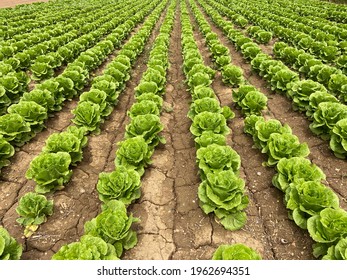 Field Of Green Vegetables Lined Up In Rows With Vanishing Point