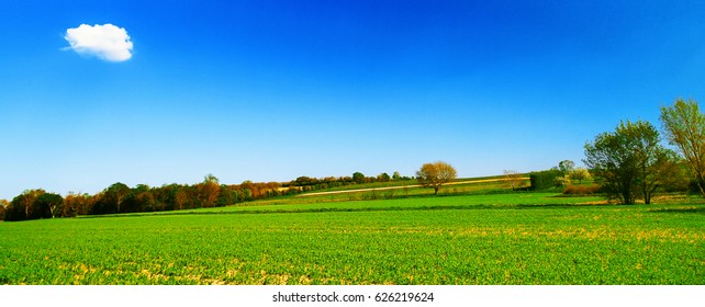 Field Of Green Wheat With Blue Sky And One Cloud.